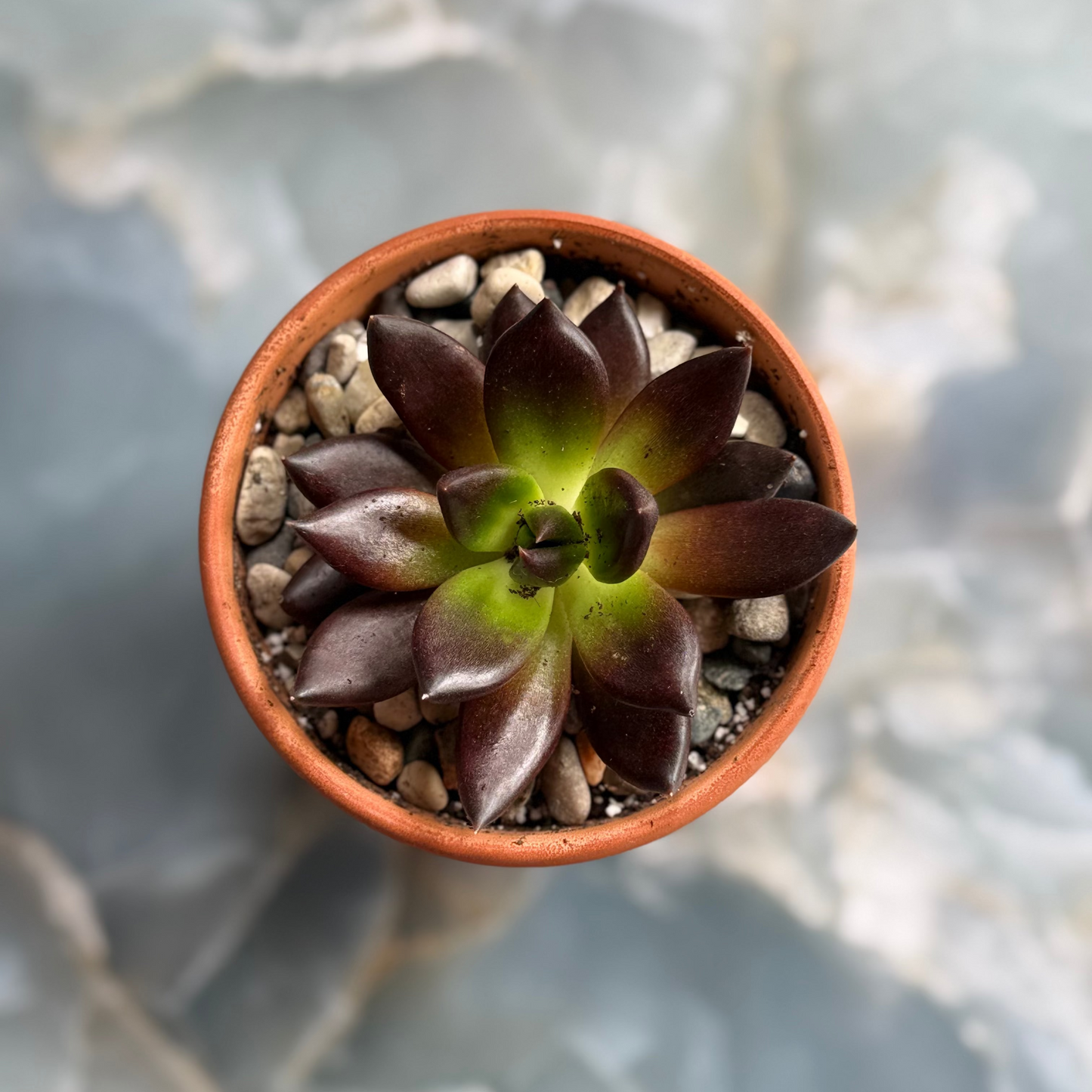 Live Echeveria affinis "Black Knight" indoor succulent plant, 3-inch-potted (set of 1)