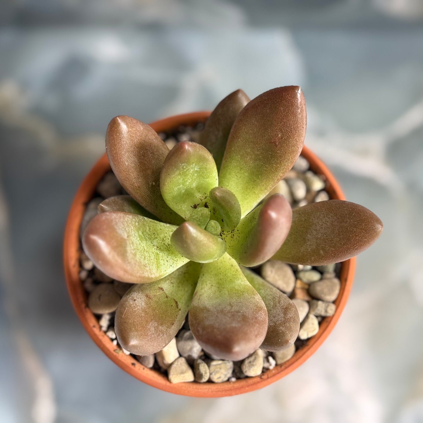 Live Echeveria tolimanesis "Dark Red" indoor succulent plant, 3-inch-potted (set of 1)
