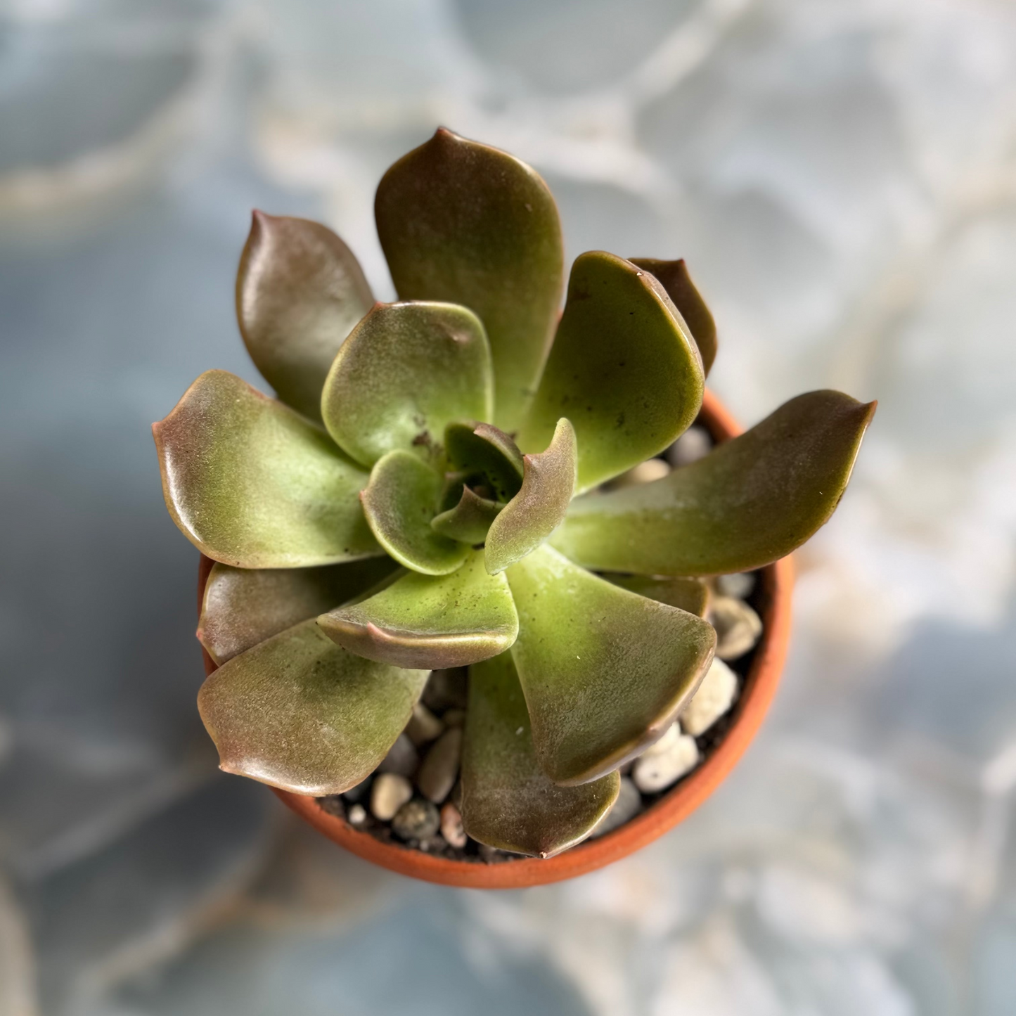 Live Echeveria "Marrom" indoor succulent plant, 3-inch-potted (set of 1)