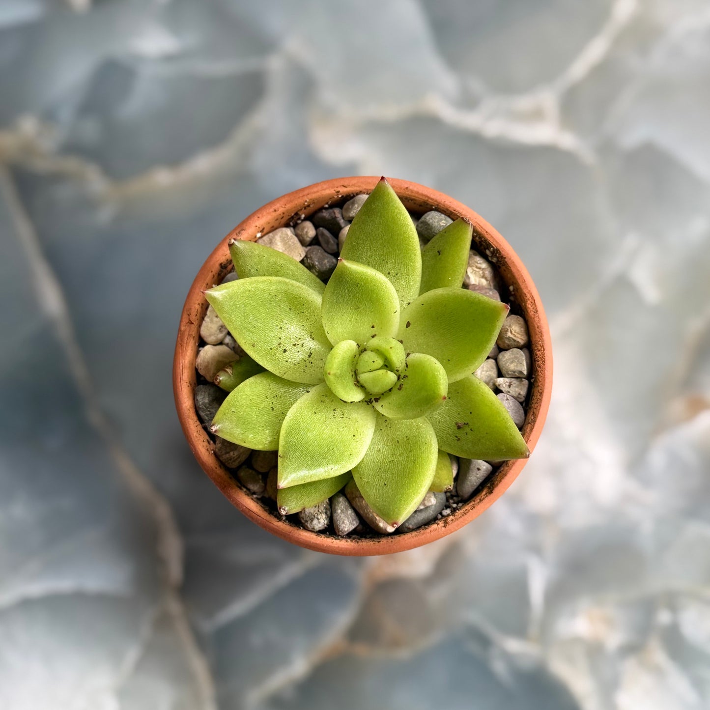 Live Echeveria Succulent Plants (3 pack)-3 inch-potted Combo 3