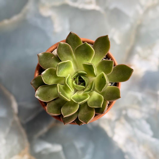 Live Echeveria Succulent Plants (3 pack)-3 inch- potted Combo 1