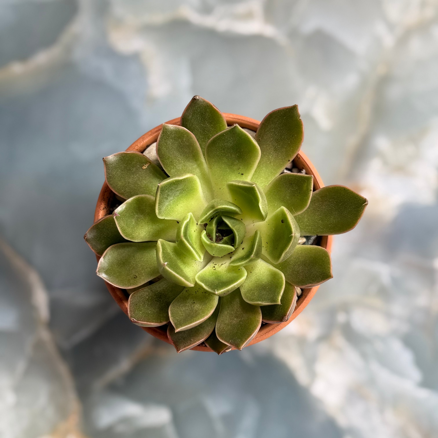Live Echeveria "Romance" indoor succulent plant, 3-inch-potted (set of 1)