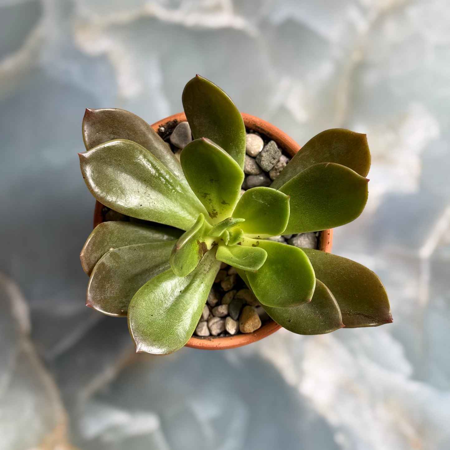 Live Echeveria "Salsa Verde” indoor succulent plant, 3-inch-potted (set of 1)
