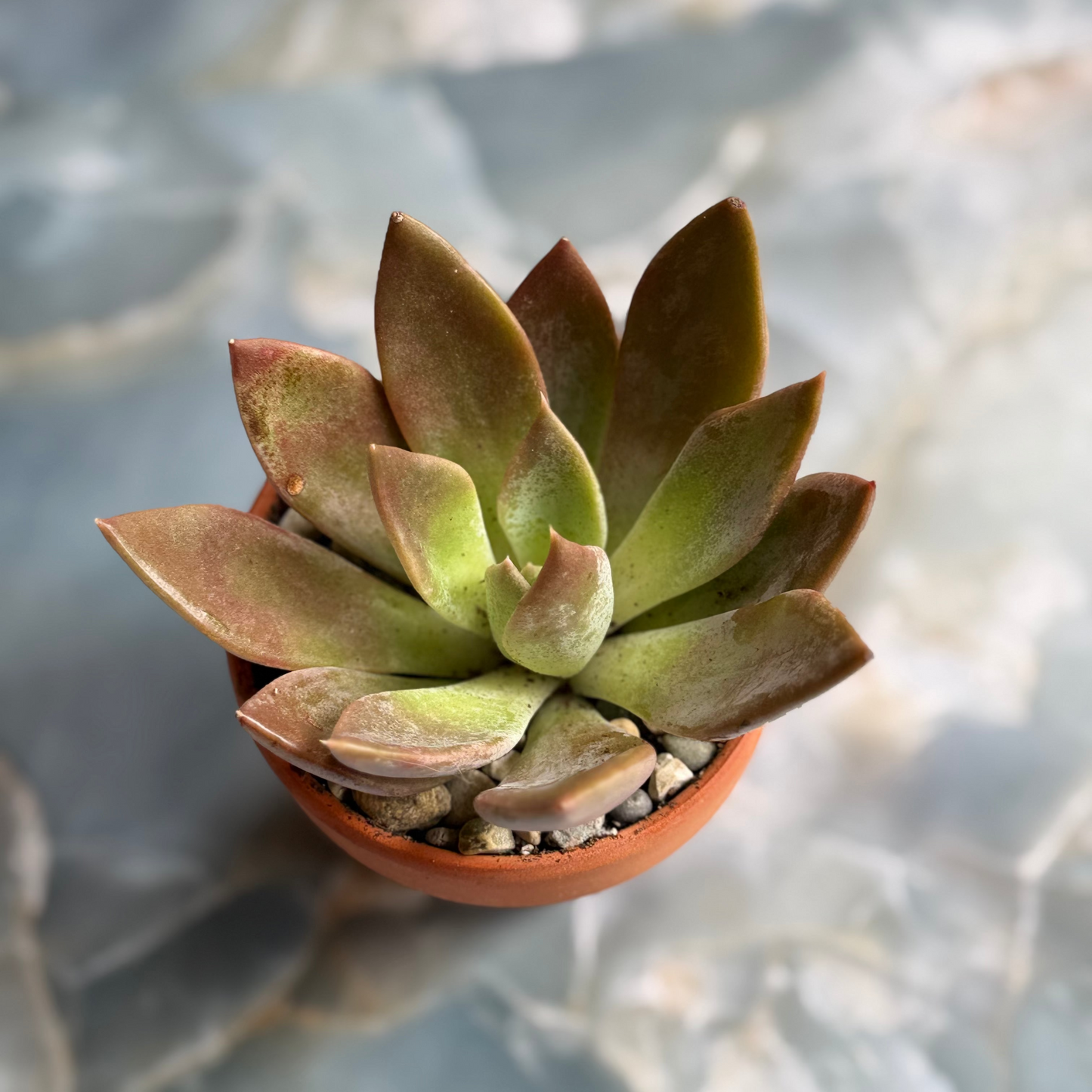 Live Echeveria "Silver Shine" indoor succulent plant, 3-inch-potted (set of 1)