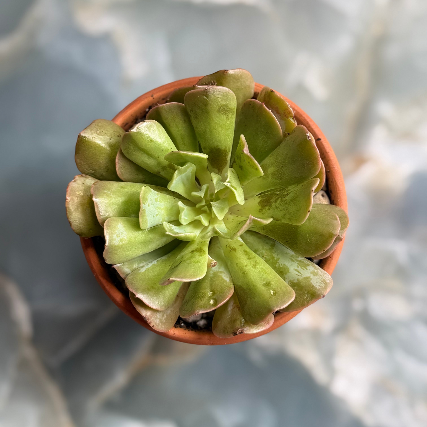 Live Echeveria runyonii "Topsy Turvy" indoor succulent plant, 3-inch-potted (set of 1)