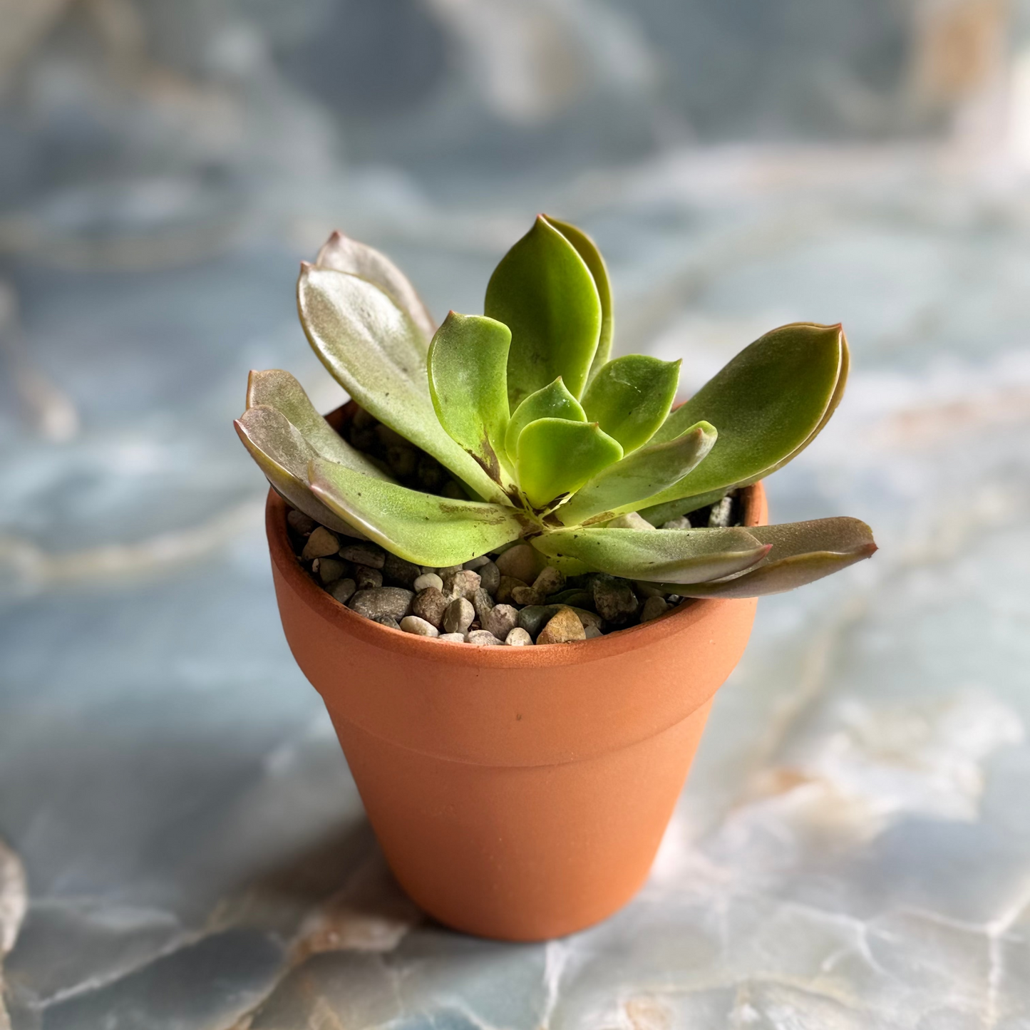 Live Echeveria Succulent Plants (3 pack)-3 inch- potted Combo 1