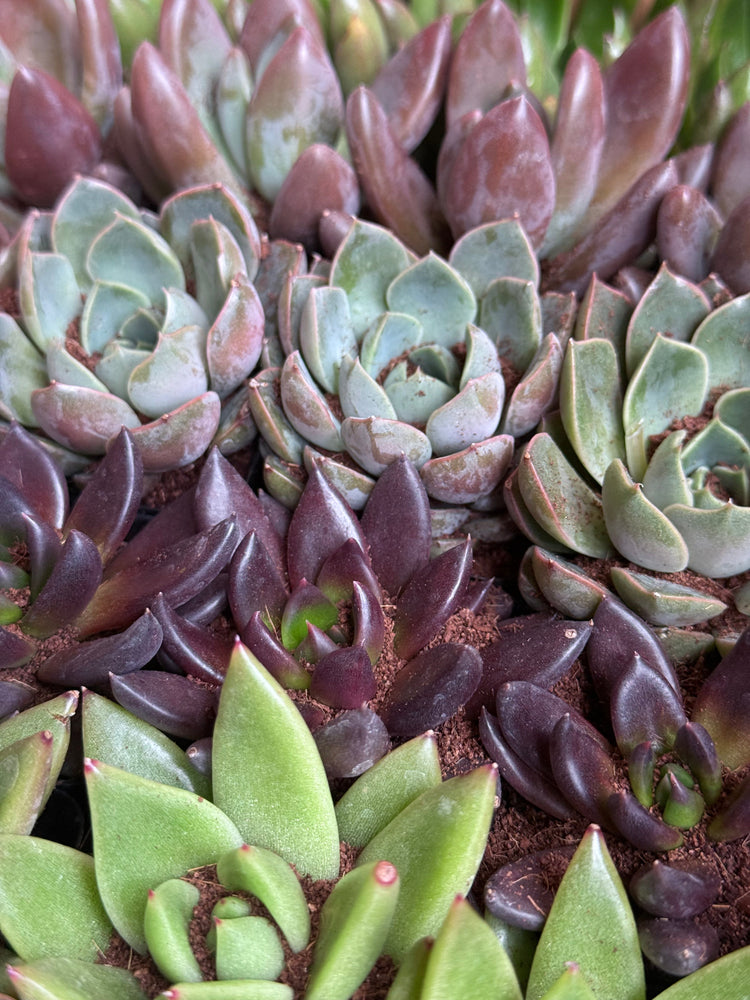 Echeveria Succulents