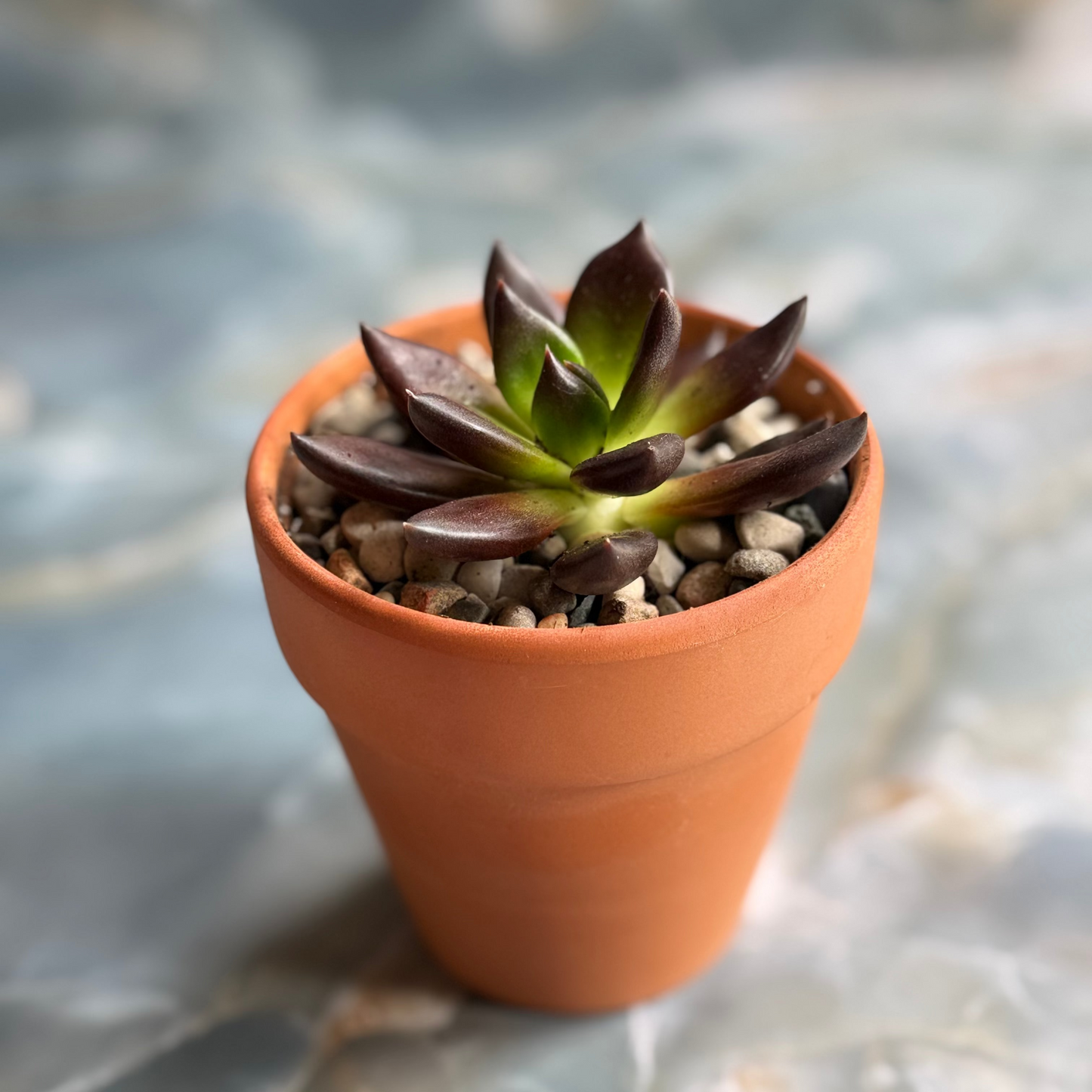 Live Echeveria affinis "Black Knight" indoor succulent plant, 3-inch-potted (set of 1)