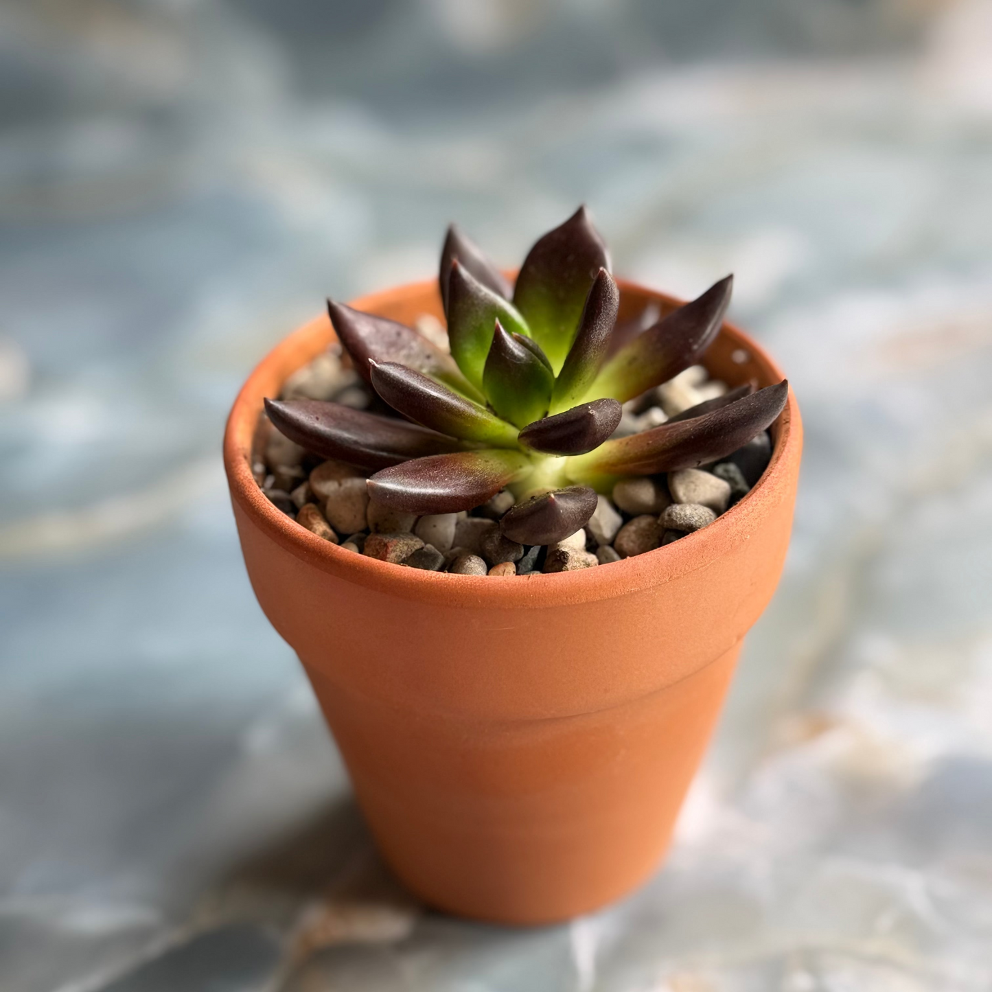 Live Echeveria Succulent Plants (3 pack)-3 inch-potted Combo 2