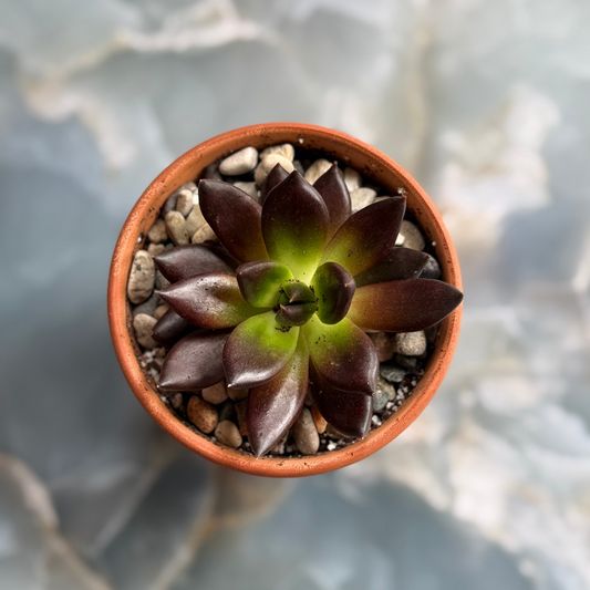 Live Echeveria Succulent Plants (3 pack)-3 inch-potted Combo 2