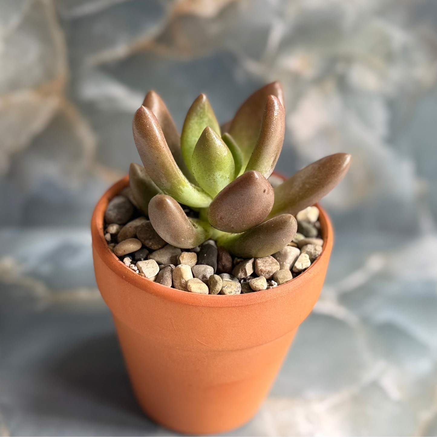 Live Echeveria tolimanesis "Dark Red" indoor succulent plant, 3-inch-potted (set of 1)
