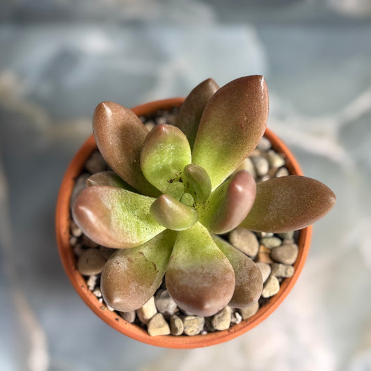 Live Echeveria tolimanesis "Dark Red" indoor succulent plant, 3-inch-potted (set of 1)