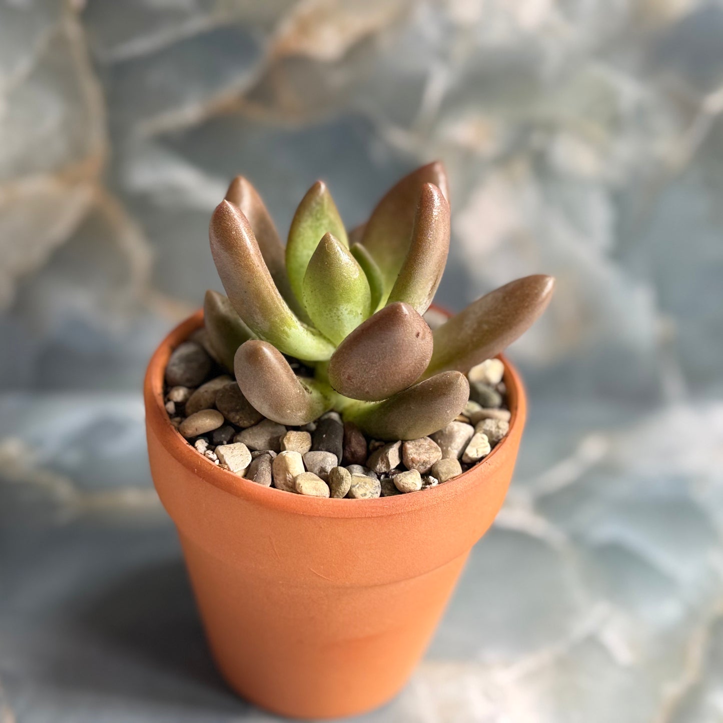Live Echeveria Succulent Plants (3 pack)-3 inch-potted Combo 3