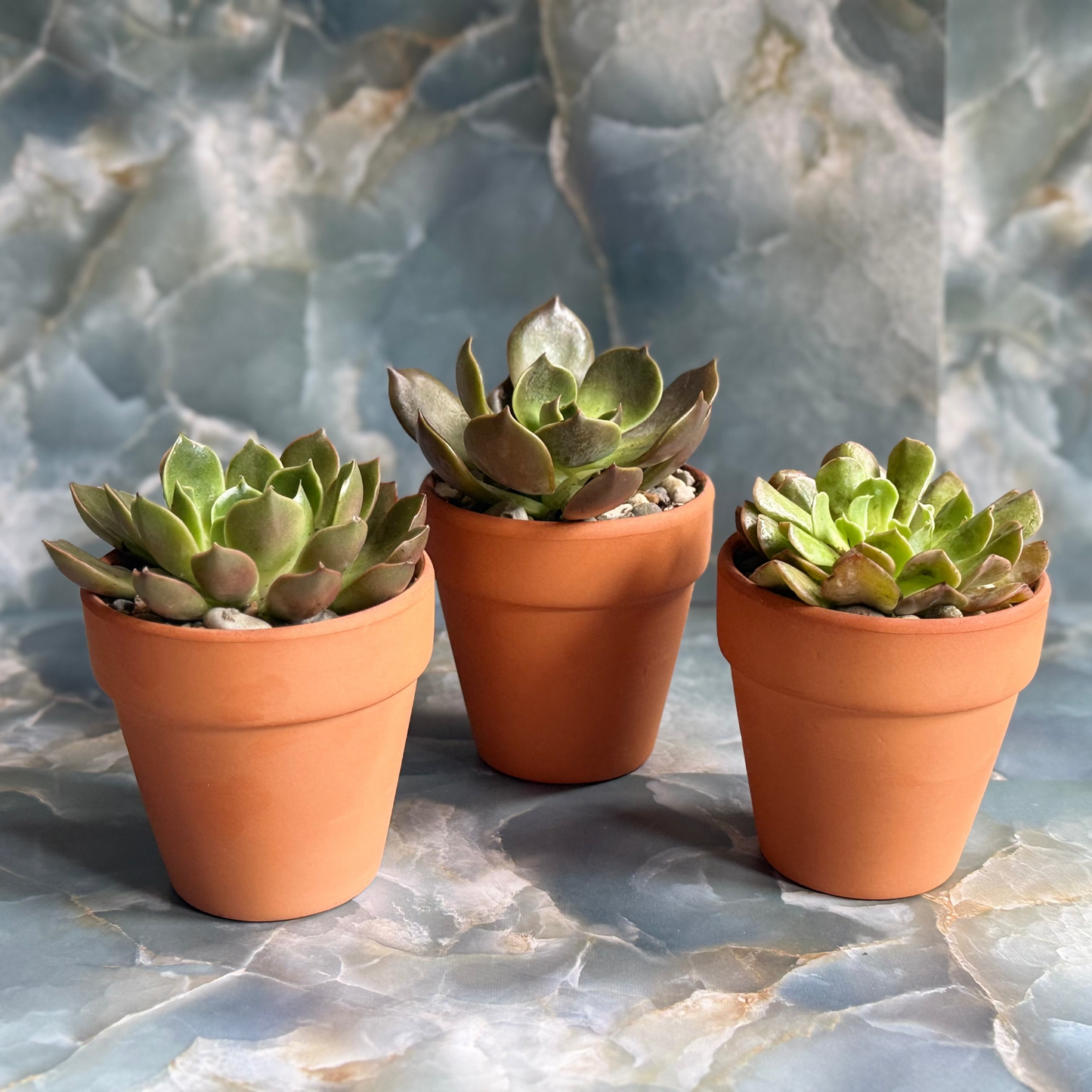 Live Echeveria Succulent Plants (3 pack)-3 inch- potted Combo 1