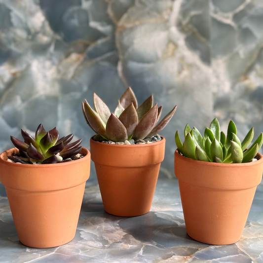 Live Echeveria Succulent Plants (3 pack)-3 inch-potted Combo 2