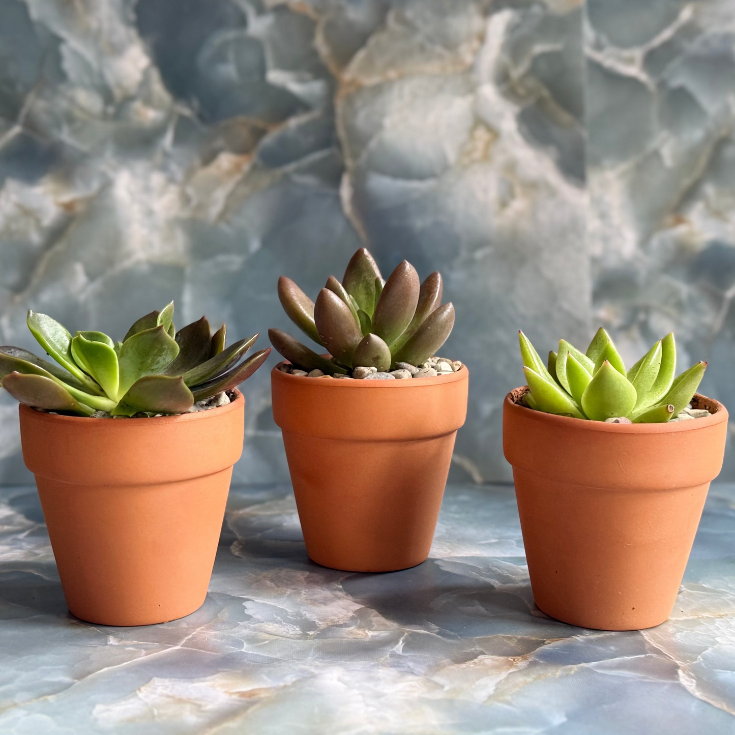 Live Echeveria Succulent Plants (3 pack)-3 inch-potted Combo 3