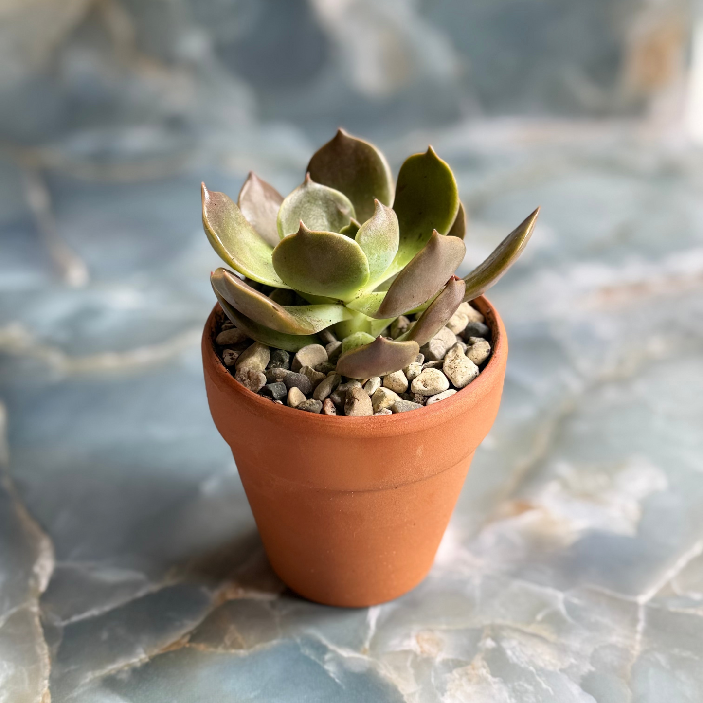 Live Echeveria "Marrom" indoor succulent plant, 3-inch-potted (set of 1)