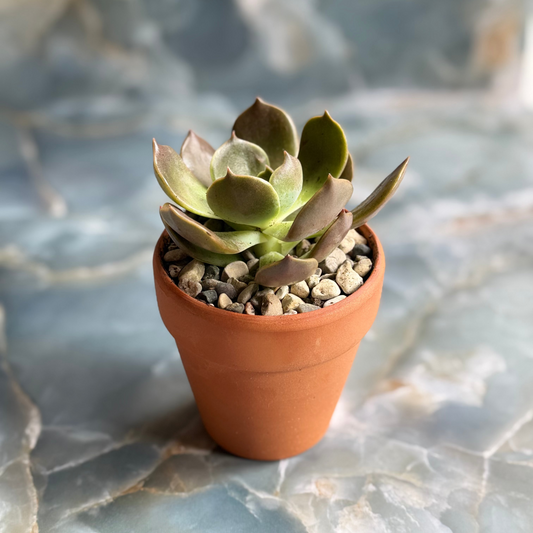 Live Echeveria "Marrom" indoor succulent plant, 3-inch-potted (set of 1)