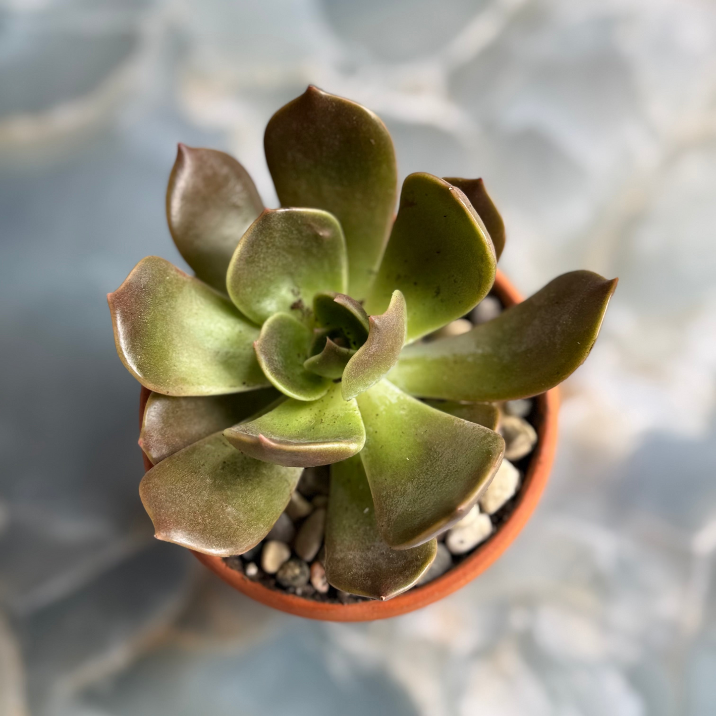 Live Echeveria Succulent Plants (3 pack)-3 inch- potted Combo 1