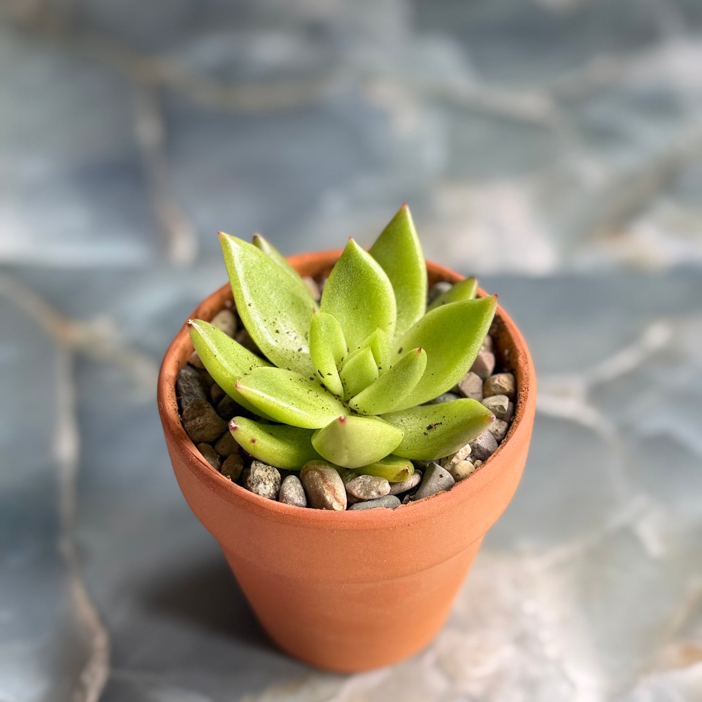 Live Echeveria Succulent Plants (3 pack)-3 inch-potted Combo 3