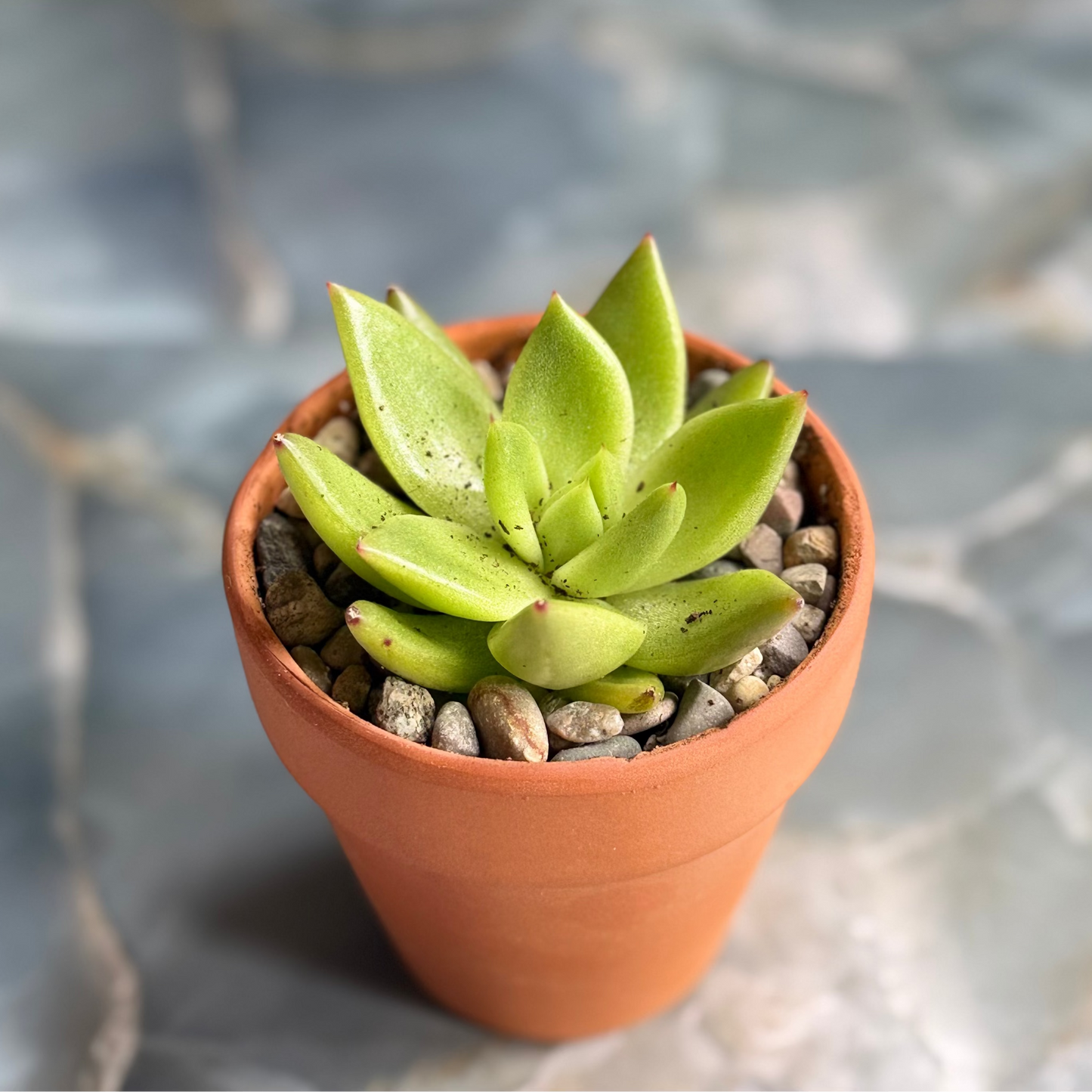 Live Echeveria agavoides "Miranda" indoor succulent plant, 3-inch-potted (set of 1)