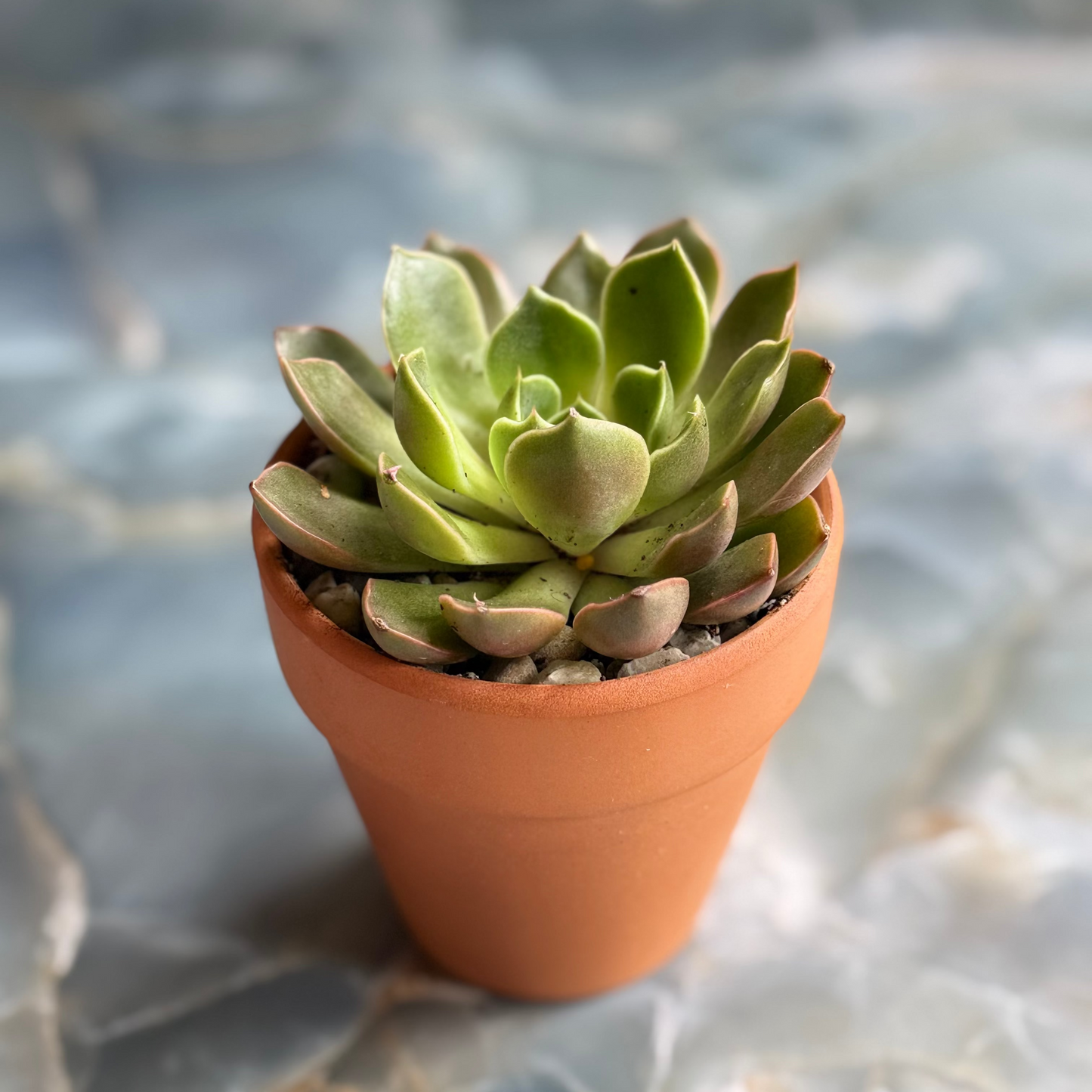 Live Echeveria Succulent Plants (3 pack)-3 inch- potted Combo 1