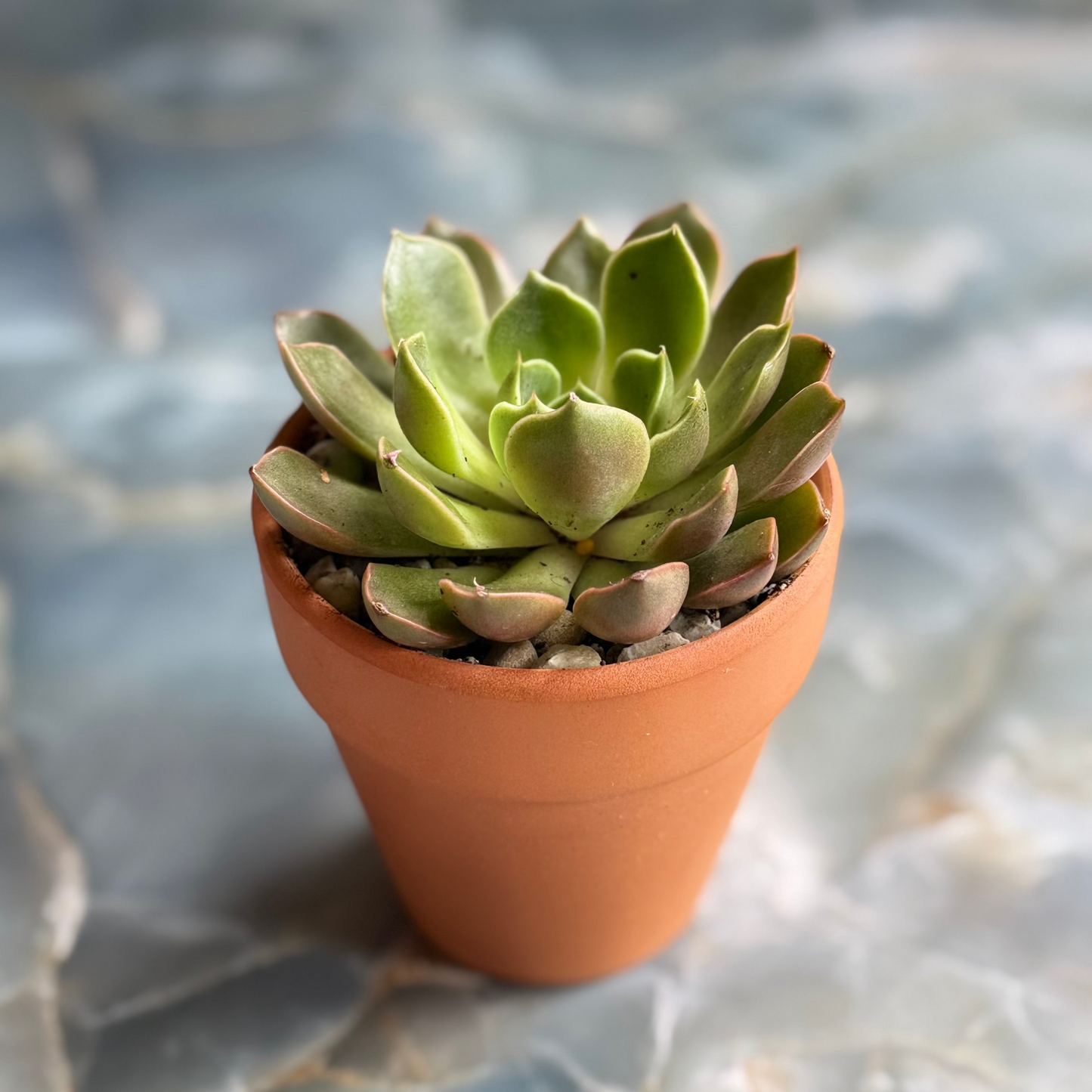 Live Echeveria "Romance" indoor succulent plant, 3-inch-potted (set of 1)