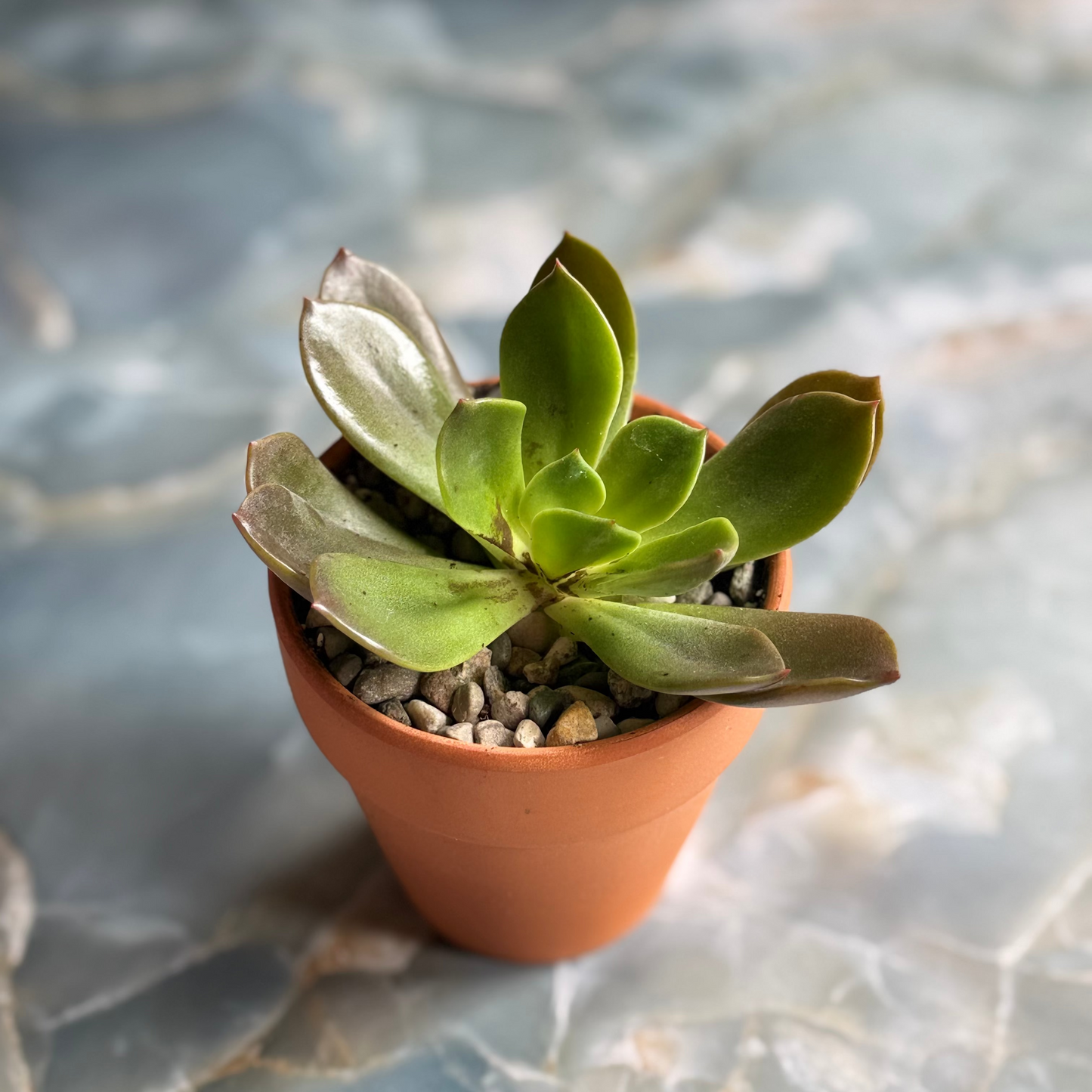 Live Echeveria "Salsa Verde” indoor succulent plant, 3-inch-potted (set of 1)