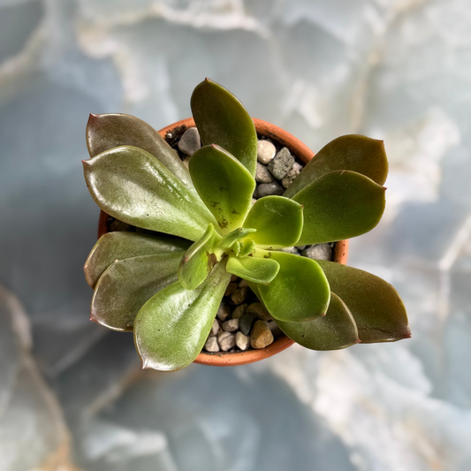 Live Echeveria "Salsa Verde” indoor succulent plant, 3-inch-potted (set of 1)