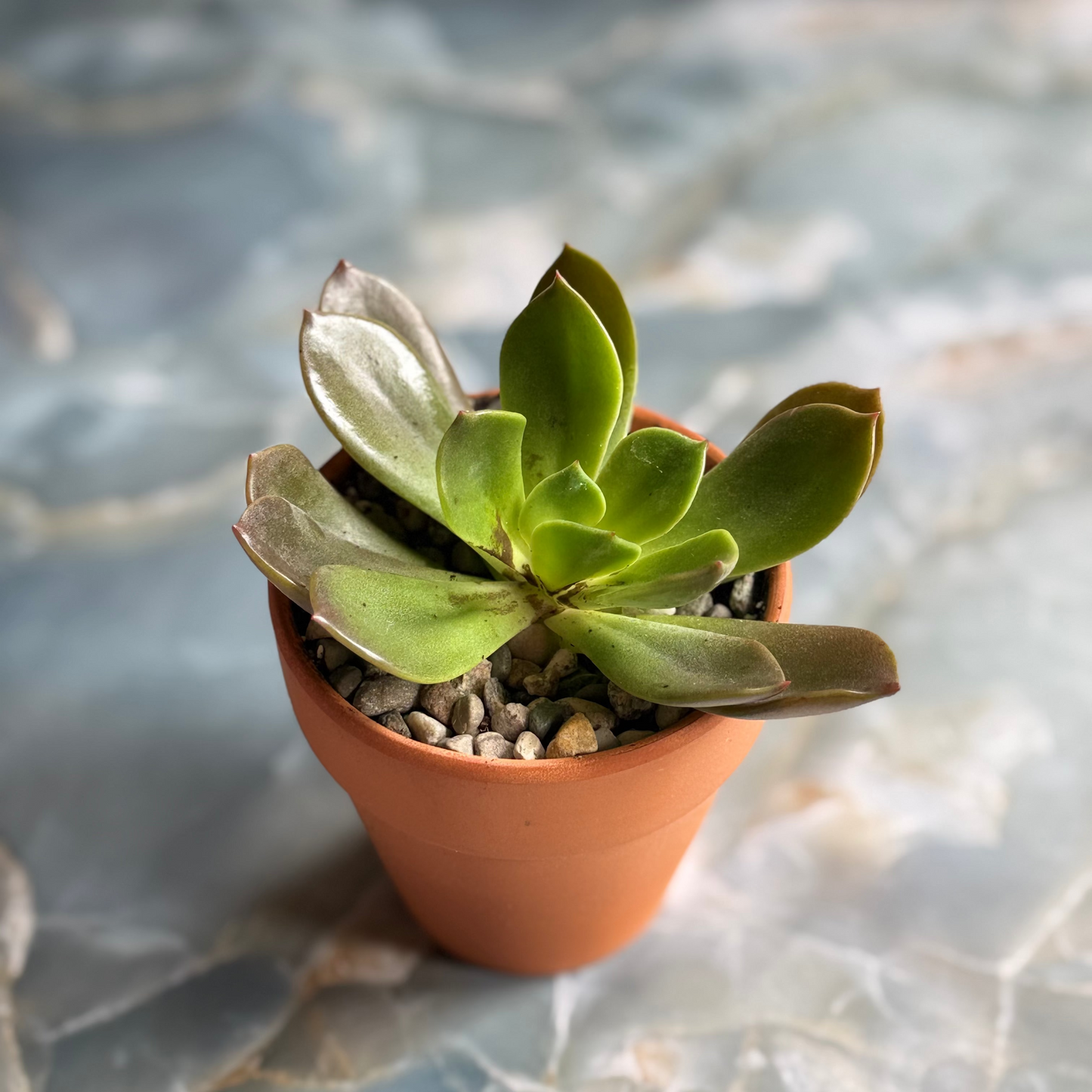 Live Echeveria Succulent Plants (3 pack)-3 inch-potted Combo 3