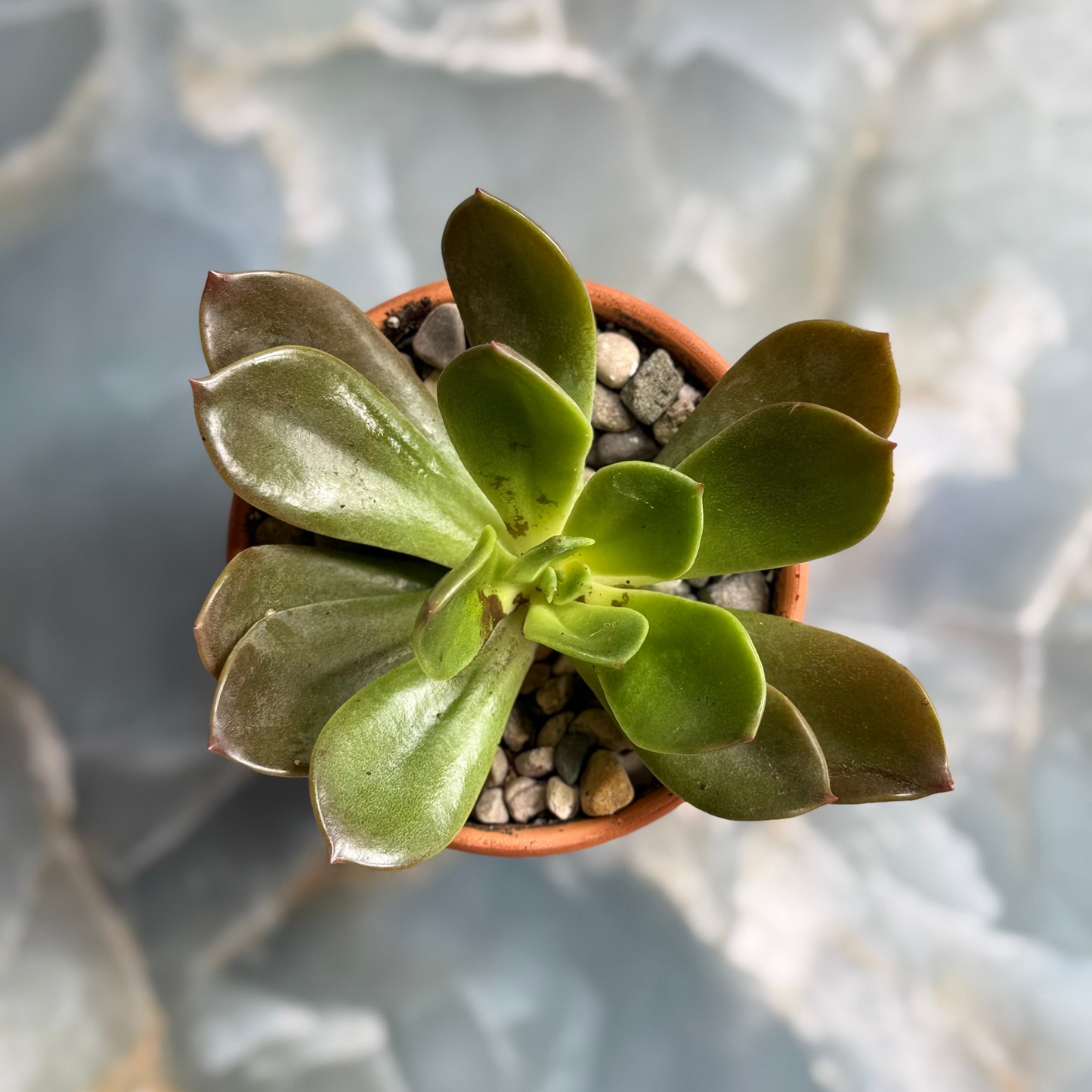 Live Echeveria Succulent Plants (3 pack)-3 inch-potted Combo 3