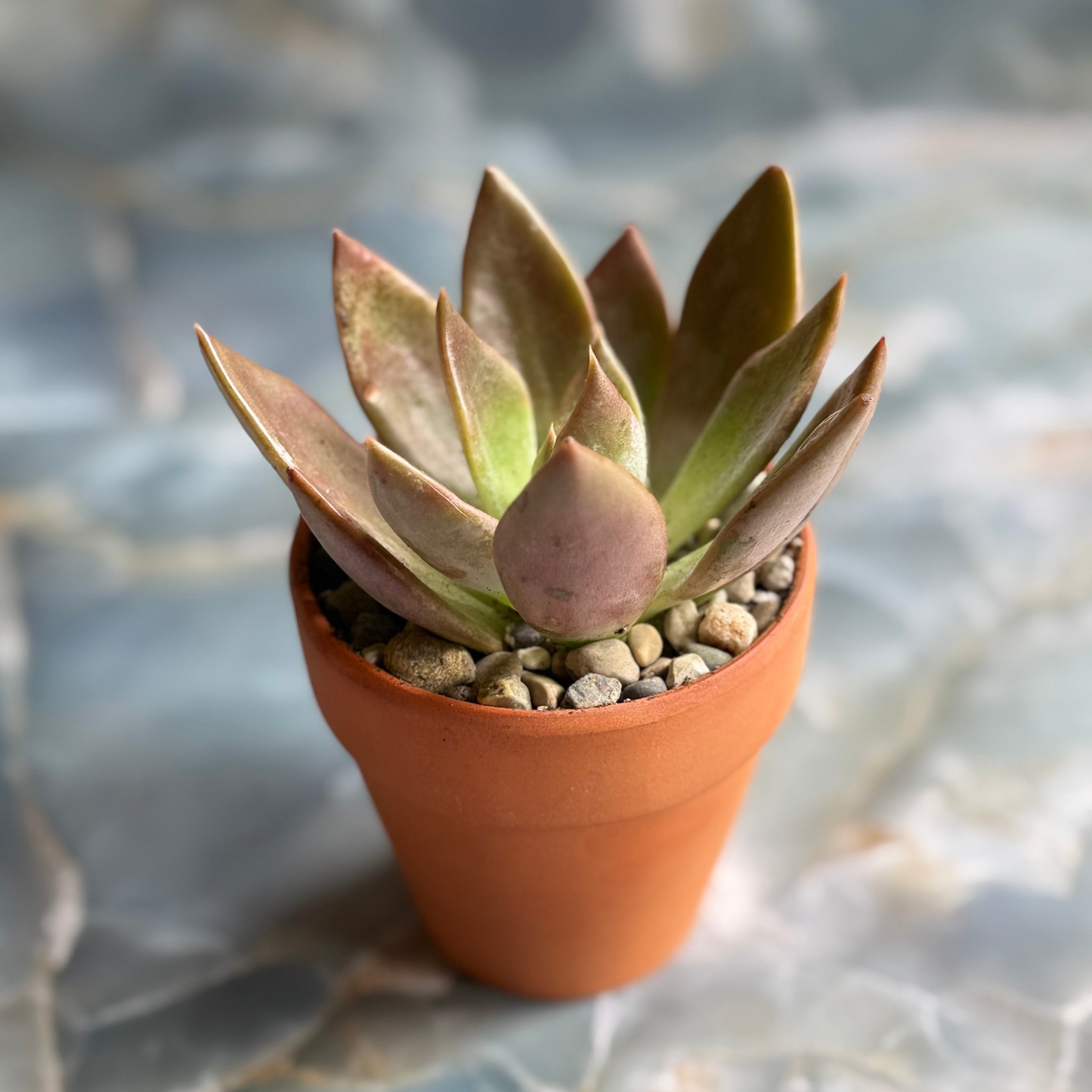 Live Echeveria "Silver Shine" indoor succulent plant, 3-inch-potted (set of 1)