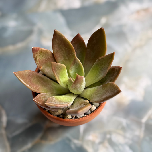 Live Echeveria "Silver Shine" indoor succulent plant, 3-inch-potted (set of 1)