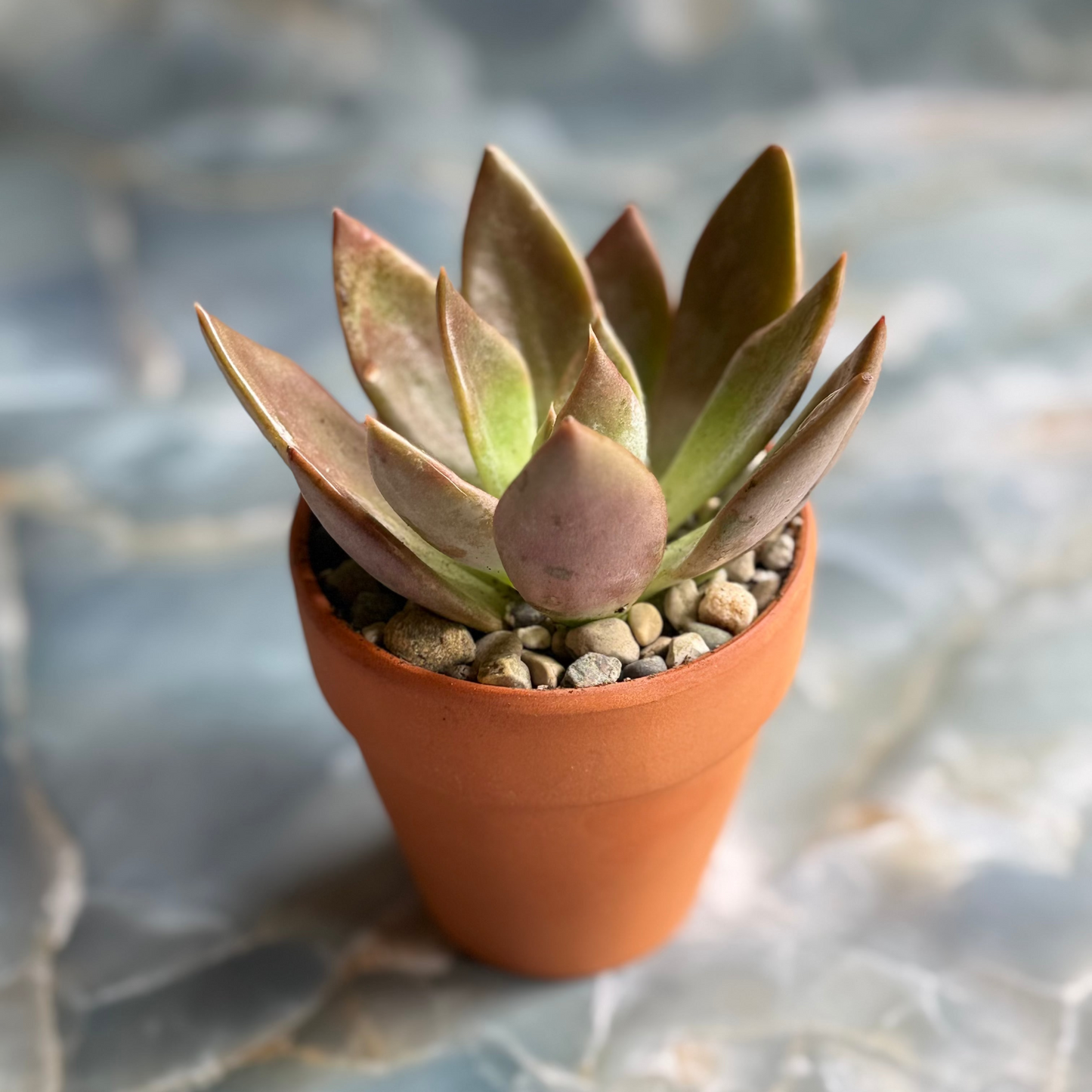 Live Echeveria Succulent Plants (3 pack)-3 inch-potted Combo 2