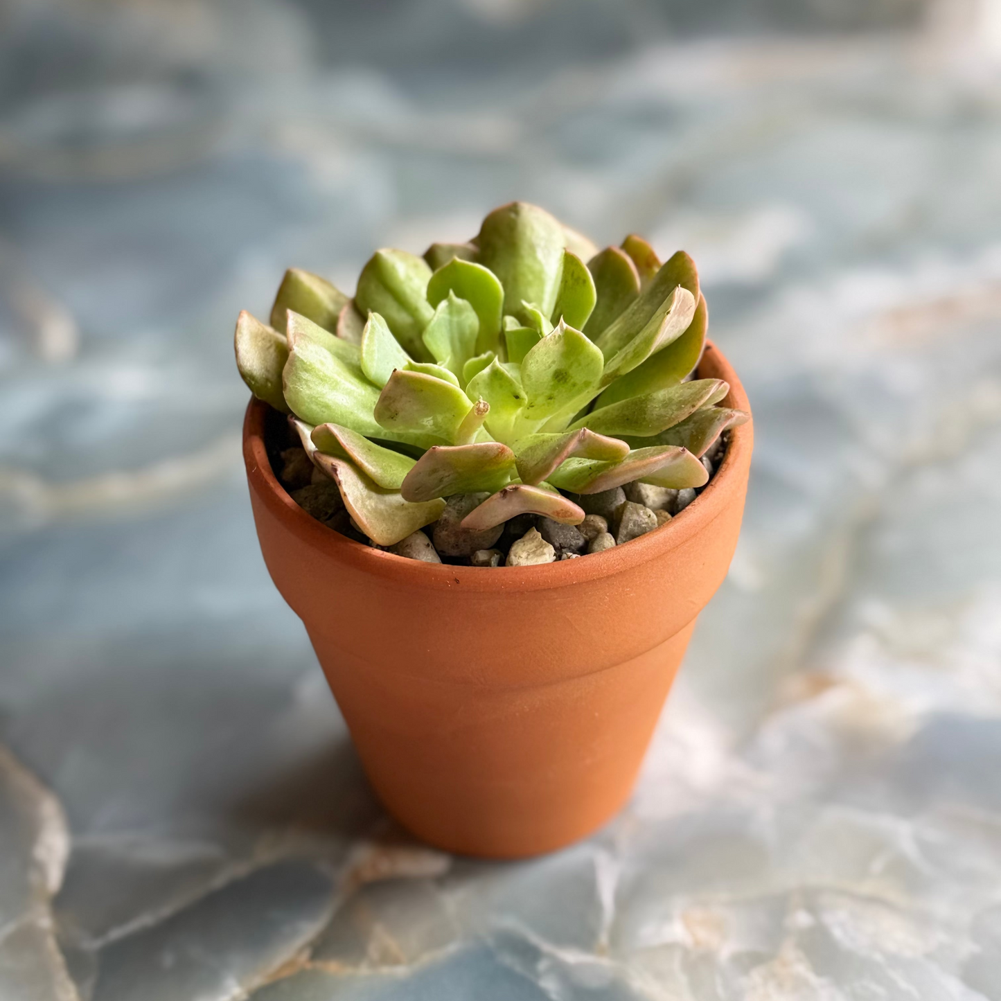 Live Echeveria runyonii "Topsy Turvy" indoor succulent plant, 3-inch-potted (set of 1)