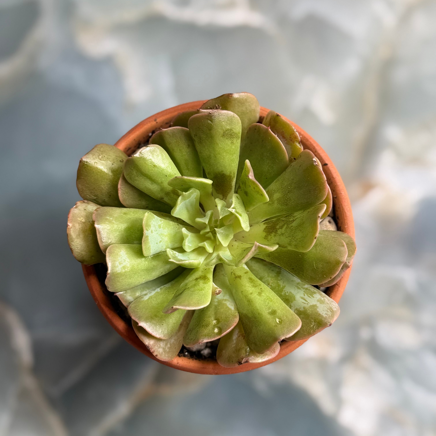 Live Echeveria Succulent Plants (3 pack)-3 inch- potted Combo 1