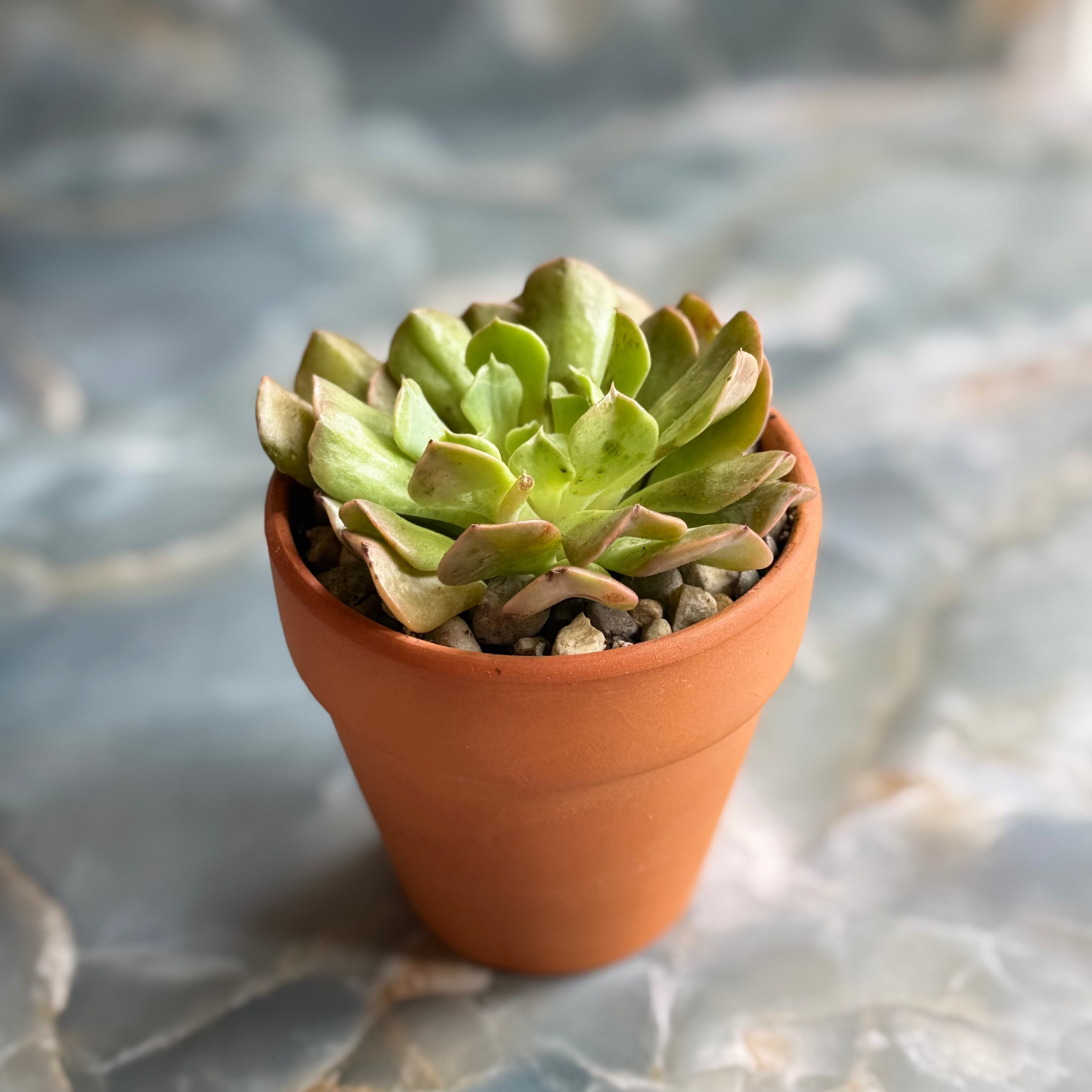 Live Echeveria Succulent Plants (3 pack)-3 inch- potted Combo 1