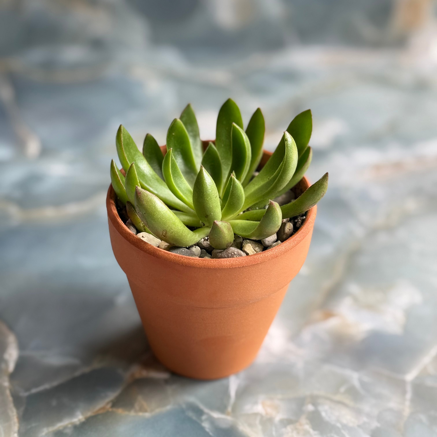 Live Echeveria Succulent Plants (3 pack)-3 inch-potted Combo 2