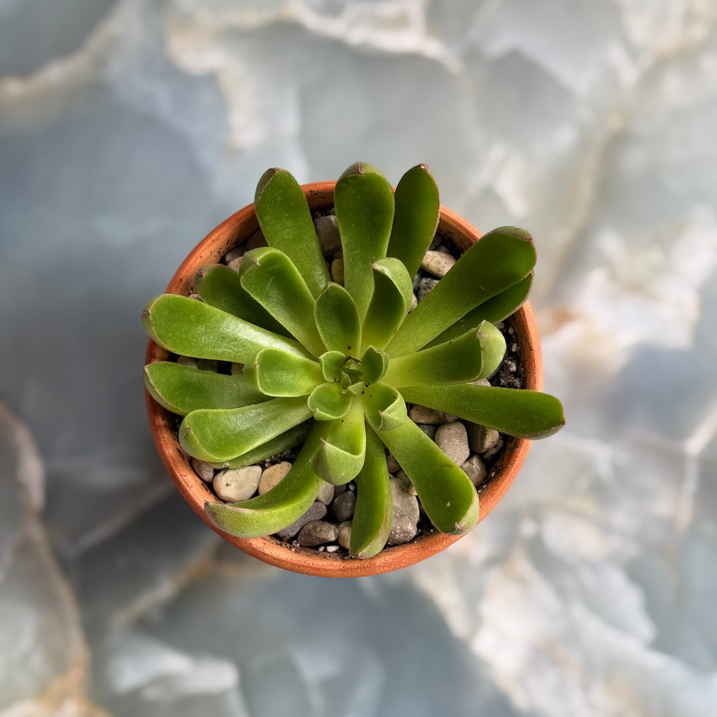 Live Echeveria “Arco" indoor succulent plant, 3-inch-potted (set of 1)
