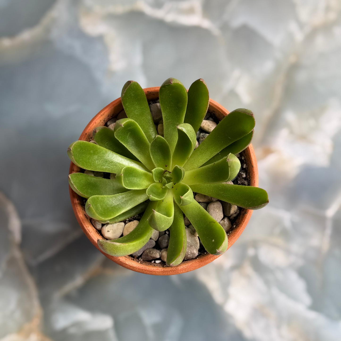 Live Echeveria Succulent Plants (3 pack)-3 inch-potted Combo 2